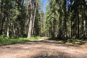 Kulautuvos pesciuju takai