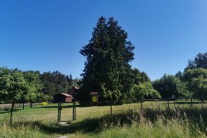 Kintų tuja